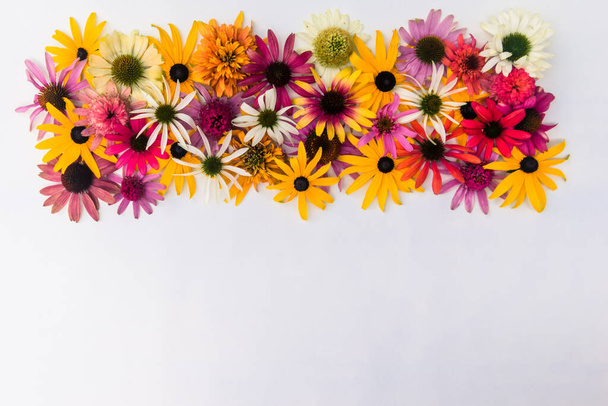 Beyaz zemin üzerinde renkli ekinezya ve rudbeckia çiçeklerinden gelen pankart, sarı, pembe ve mor arkaplan - Fotoğraf, Görsel