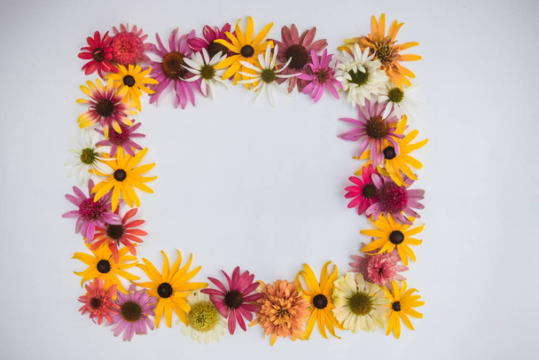 pozadí barevné echinacea a rudbeckia květiny na bílém pozadí, žluté, růžové a fialové barvy - Fotografie, Obrázek