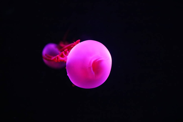 Widok z bliska świecące różowe meduzy galaretki blubber Catostylus mosaicus - Zdjęcie, obraz