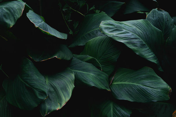 foglie verde scuro, struttura astratta della flora - Foto, immagini