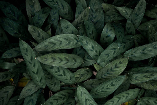 folhas verdes escuras, textura flora abstrata - Foto, Imagem