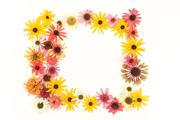 tło kolorowe echinacea i rudbeckia kwiaty na białym tle, żółty, różowy i fioletowy kolory - Zdjęcie, obraz