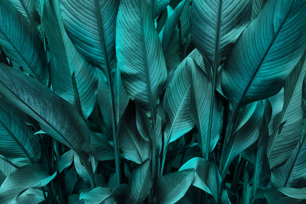 tropical banana leaf texture, large palm foliage nature dark green background - Фото, изображение