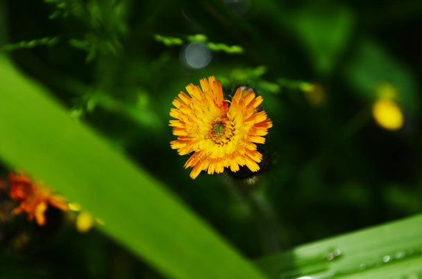 Živý pomeranč, pilosella aurantiaca, pomerančový jestřábí bit, ďábelský štětec divoký květ zblízka - Fotografie, Obrázek