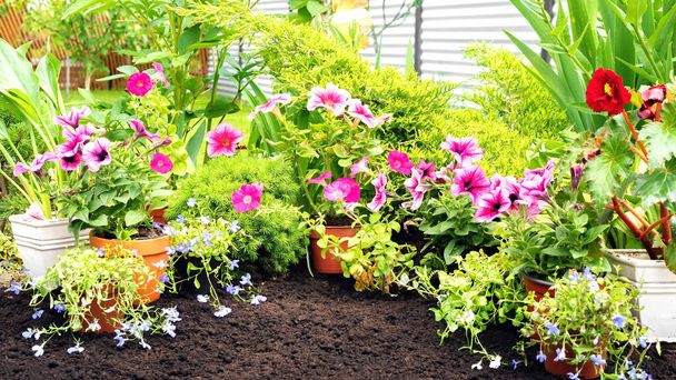 Blooming pink petunia and lobelia flowers in a flower bed against black soil background with copy space. Blooming flower garden with beautiful garden flowers. - Photo, Image