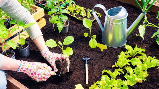 Cultiver des légumes dans des lits surélevés en bois au printemps dans une ferme personnelle. Les mains gantées du jardinier plantent un germe dans le sol avec une pelle de jardin au début du printemps. - Photo, image