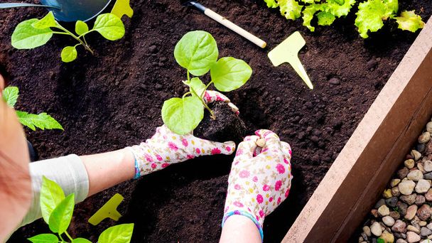 Les mains dans les gants de jardinage plantent un germe dans un trou dans le jardin en bois surélevé. Transplantation de semis en pleine terre au printemps. Cultiver des légumes dans des parterres bien élevés.  - Photo, image