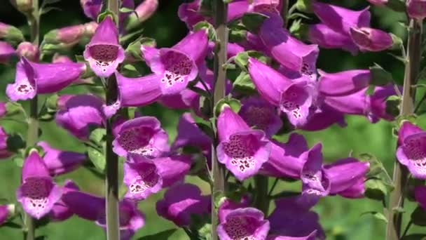 Foxgloves Digitalis purpurea σε καλοκαιρινό άνεμο - Πλάνα, βίντεο