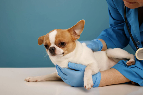 A veterinarian examines a chihuahua puppy with a stethoscope. Selective focus on the dog. Healthcare of dogs concept - Фото, изображение
