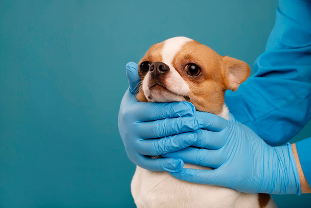 A veterinarian examines a chihuahua puppy with hands in protective gloves. Selective focus on the dog. Healthcare of dogs concept - Фото, изображение