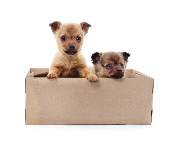 Puppies in the box isolated on a white background. - Foto, Imagem
