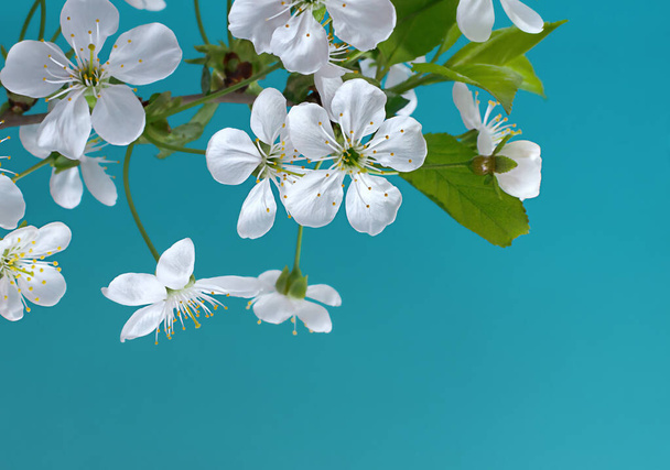 cherry blossom branch on blue background,beautiful background with copy space,natural background - Photo, image