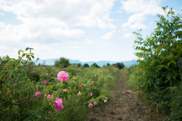 Valle de las rosas búlgaras cerca de Kazanlak. Campos de Rose Damascena a principios de primavera. La rosa de damasceno se utiliza para la producción de aceite de rosa - enfoque selectivo - Foto, imagen