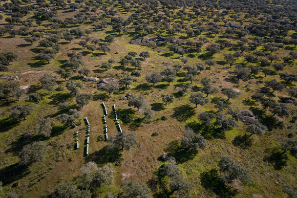 Aerial landscape with beehives in Extremadura. Spain. - Photo, Image