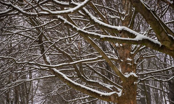 A picture of many snowy tree branches in the woods, during the winter. - Foto, Imagen