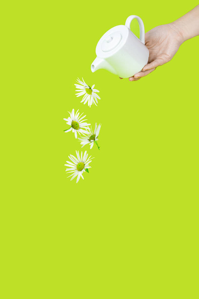 Bílá keramická konvice s heřmánkovým květem kvete na světle zeleném pozadí. Zdravý heřmánkový čaj nebo infuze, rozložení květů malty - Fotografie, Obrázek