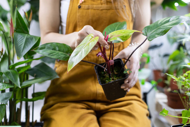 Женщина садовник провести домашнее садоводство работы в домашнем саду изучить растение, прежде чем пересадка или продажа в магазине - Фото, изображение