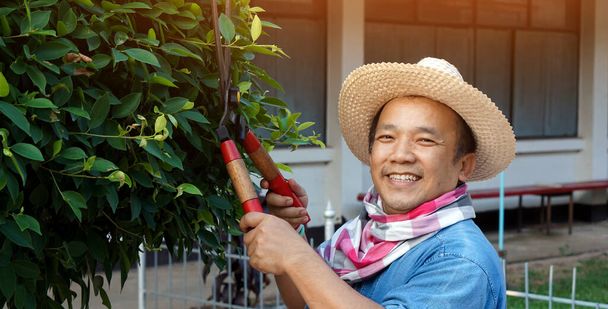 Asian middle aged man is using pruning shears to cut and look after the bush and ficus tree in his home area, Soft and selective focus, free times activity concept. Sunlight edited.                     - Photo, image