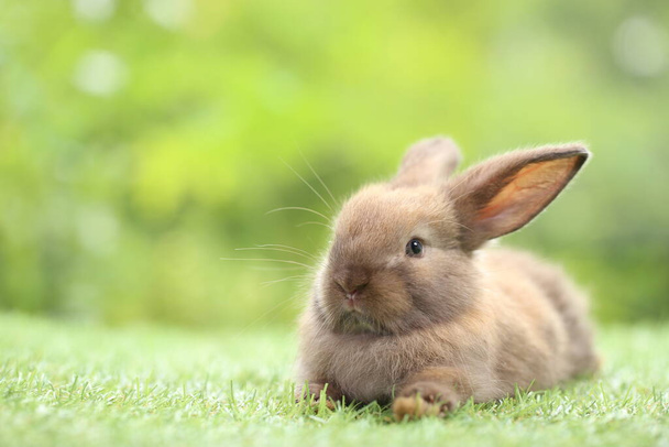 Милий маленький кролик на зеленій траві з натуральним боке як фон навесні. Молодий чарівний кролик грає в саду. Прекрасна тварина в парку
 - Фото, зображення