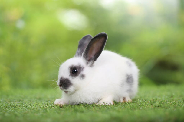Baharda arka planda doğal bokeh olan yeşil çimenlerin üzerinde şirin küçük bir tavşan. Bahçede oynayan genç sevimli tavşan. Parkta sevgi dolu bir hayvan - Fotoğraf, Görsel