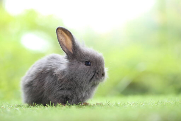 Söpö pieni kani vihreällä ruoholla luonnollisella bokehilla taustalla kevään aikana. Nuori suloinen pupu leikkii puutarhassa. Ihana lemmikki puistossa - Valokuva, kuva