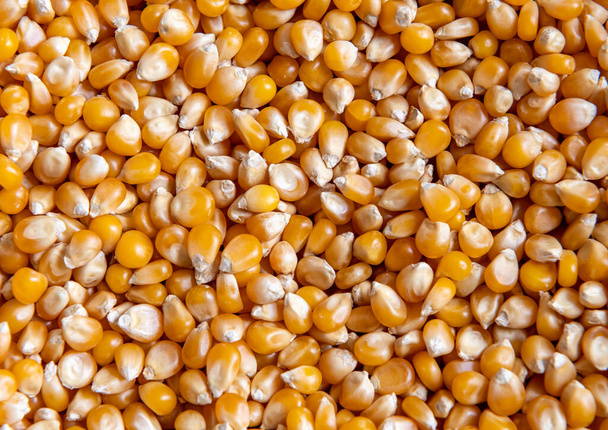 Close up of a heap of popping corn. - 写真・画像
