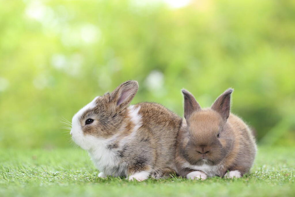 cute little rabbit in the grass - Photo, Image