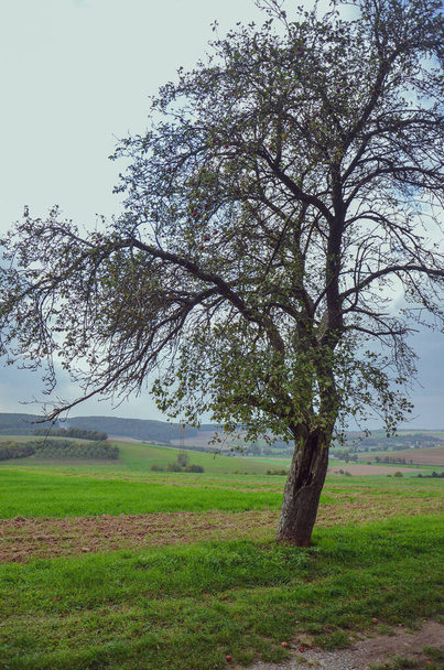 Samostatné siluety stromů s zamračenou šedou oblohou - Fotografie, Obrázek