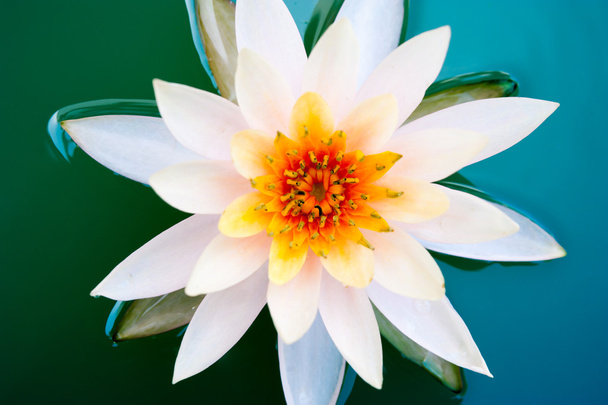 Close up lotus flower or water lily in pond half blue and green  - Photo, Image