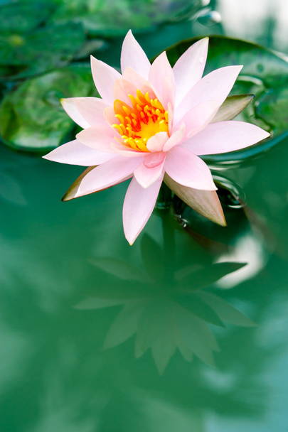 ένα όμορφο ροζ λουλούδι νούφαρα ή lotus στη λίμνη - Φωτογραφία, εικόνα