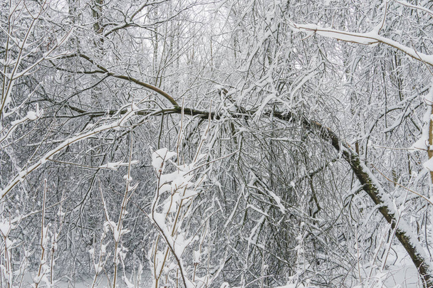 Winter landscape with snowy trees in the forest, Finnish nature, city parks of Helsinki, Espoo, Vantaa - Fotoğraf, Görsel