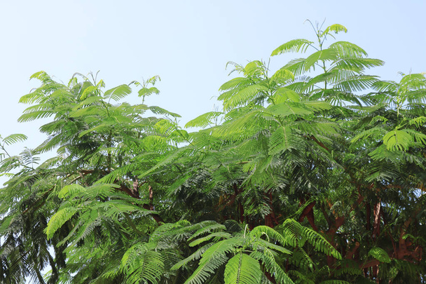 Το Delonix regia είναι ένα είδος ανθοφόρου φυτού της οικογένειας φασολιών Fabaceae, υποοικογένειας Caesalpinioideae ενδημικό στη Μαδαγασκάρη, Τελ Αβίβ, Ισραήλ - Φωτογραφία, εικόνα
