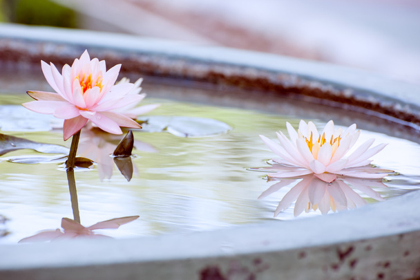 ένα όμορφο ροζ λουλούδι νούφαρα ή lotus στην λίμνη vintage φωτογραφία - Φωτογραφία, εικόνα