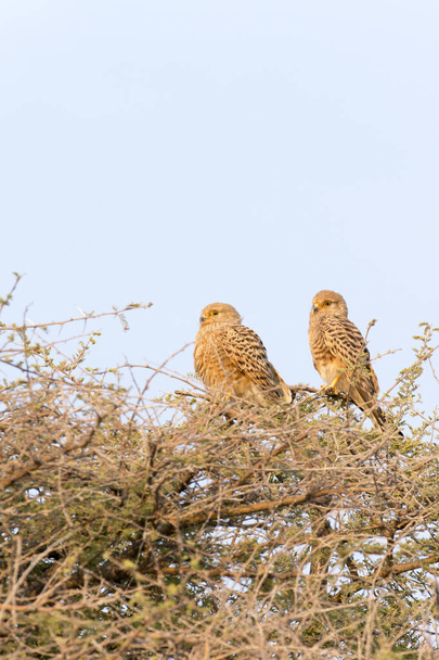 A couple of hawks in Namibia - Foto, afbeelding