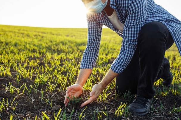 Agronomista pracujący w terenie, sprawdzający rozwój młodego zielonego pszenicy. Farmer w masce medycznej dotyka kiełków na polu. Koncepcja zdrowia i rolnictwa - Zdjęcie, obraz