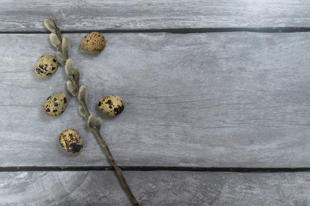 Easter background. Willow branch and quail eggs. - Foto, afbeelding