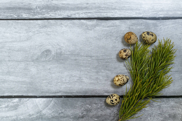 Easter background. Green pine branch and quail eggs on a light wood background. - Foto, afbeelding