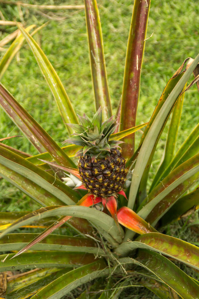 A pineapple plant with fruit on the offset in Hawaii - Photo, Image