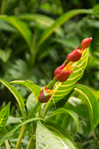ハワイでは1つの茎に複数の赤い花を咲かせます。 - 写真・画像