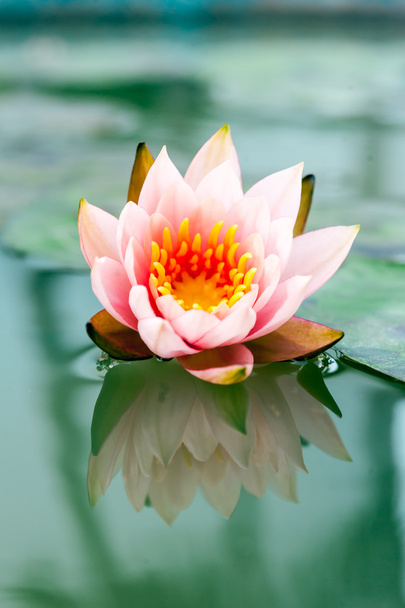 beautiful pink waterlily or lotus flower in pond - Photo, Image