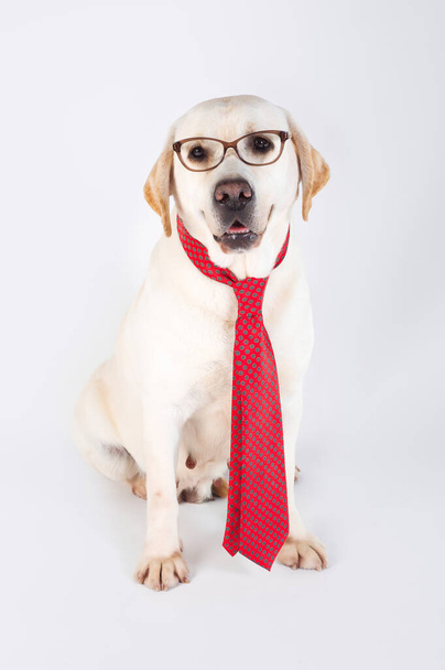 Labrador retriever cane di razza gialla con cravatta e occhiali seduto in studio - Foto, immagini
