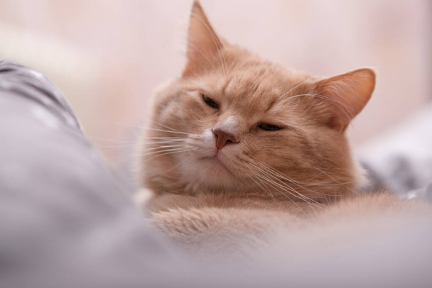 Φλάφι τζίντζερ γάτα σε γκρι κάλυμμα κρεβατιού.  - Φωτογραφία, εικόνα