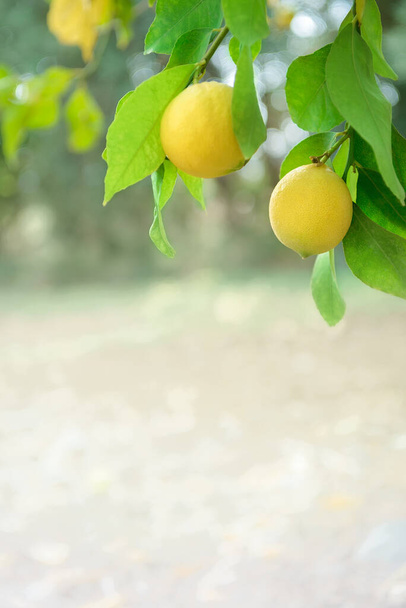Frutos de limão crescendo em galhos de árvores no jardim cítrico, tiro vertical com espaço de cópia - Foto, Imagem
