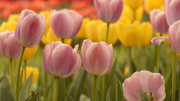 Tulipanes frescos y coloridos a la luz del sol
 - Metraje, vídeo