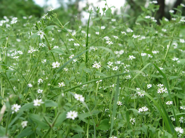 Stellaria media, chickweed, common chickweed, chickenwort, craches, maruns and winterweed in a clearing in the summer. Alternative medicine. Ingredients for beauty and spa treatments using medicinal herbs. - Fotoğraf, Görsel