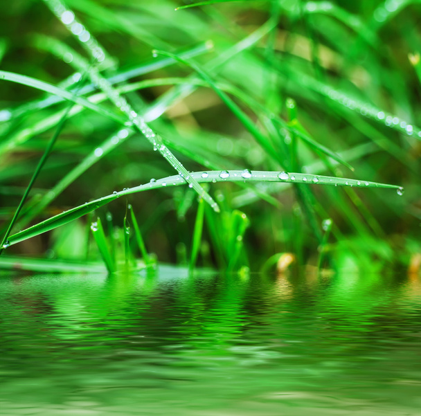Droplets of dew on the grass - Fotoğraf, Görsel