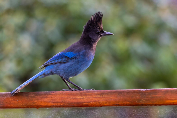 Steller's jay bird at Vancouver BC Canada - Foto, immagini