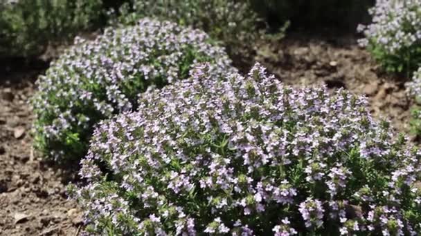 Thymus vulgaris planten zwaaien in de wind. Tijm decoratieve ronde struiken met kleine paarse bloemen op de plantage. - Video