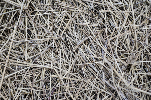 Straw texture - Photo, Image