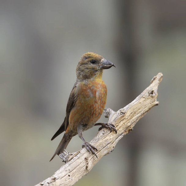 Red Crossbill (inmature) (loxia curvirostra) perched on a bare branch - Фото, изображение